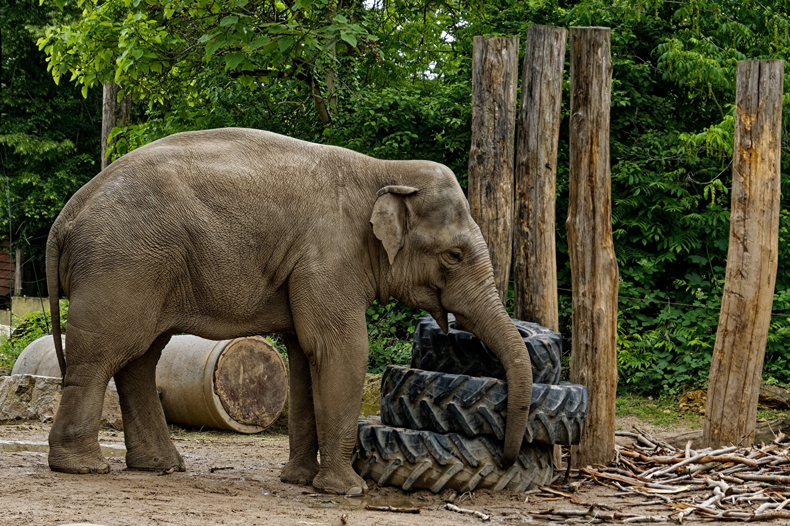 Elefant