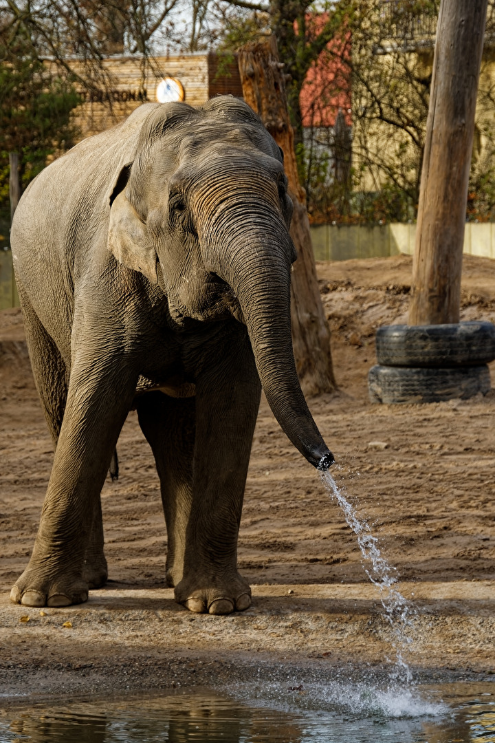Elefant