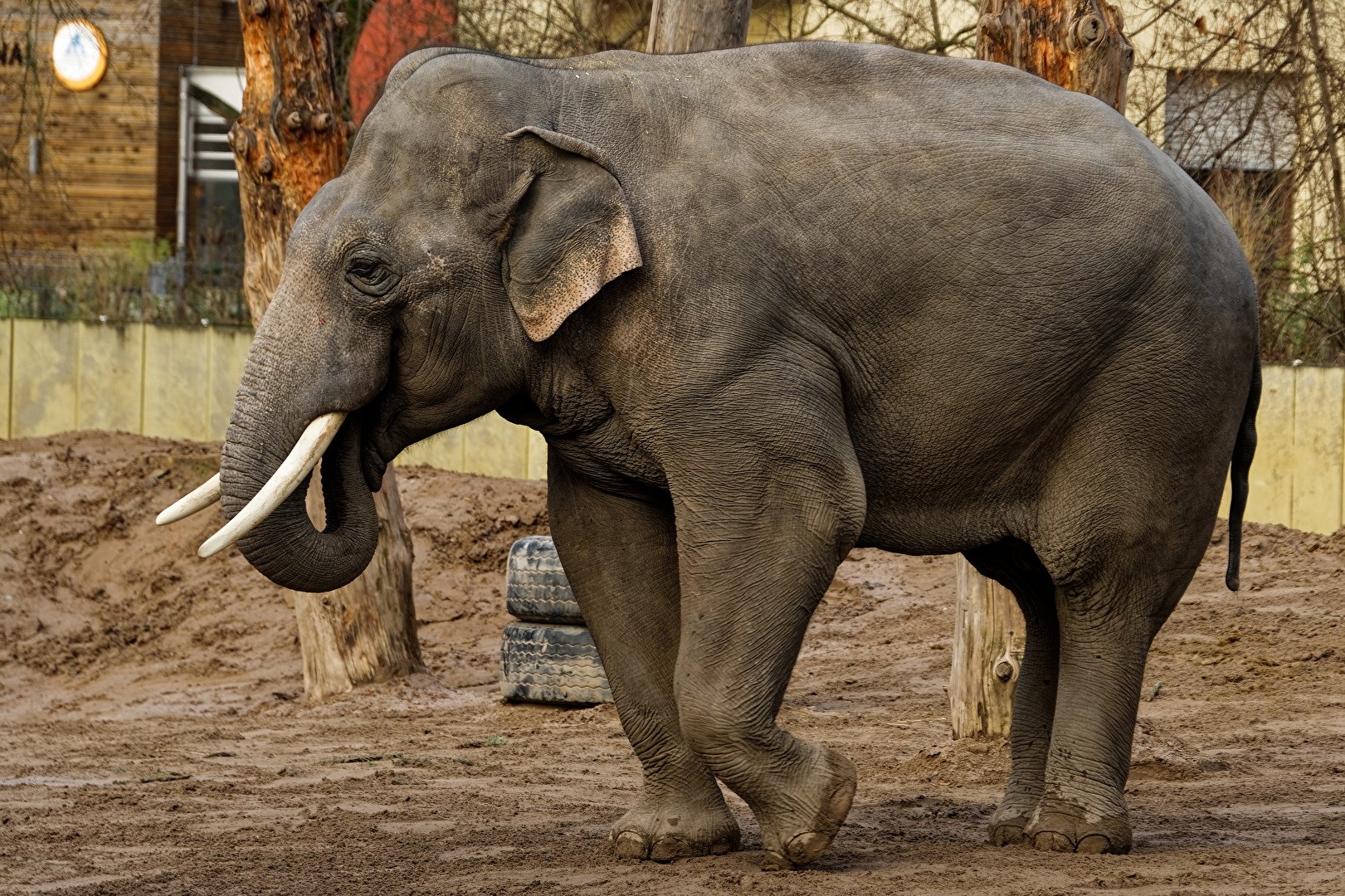 Elefant