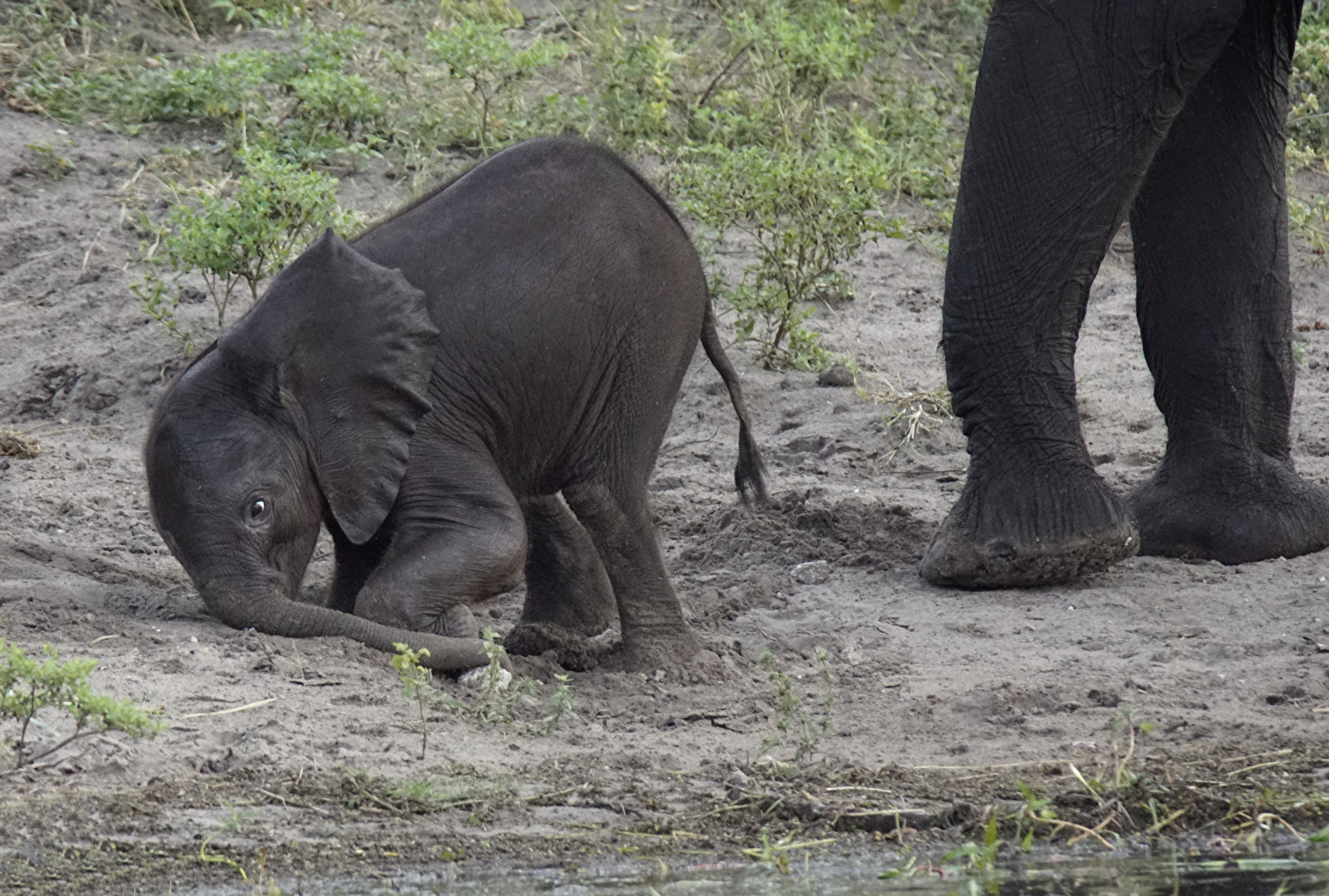 Elefanten- #Baby