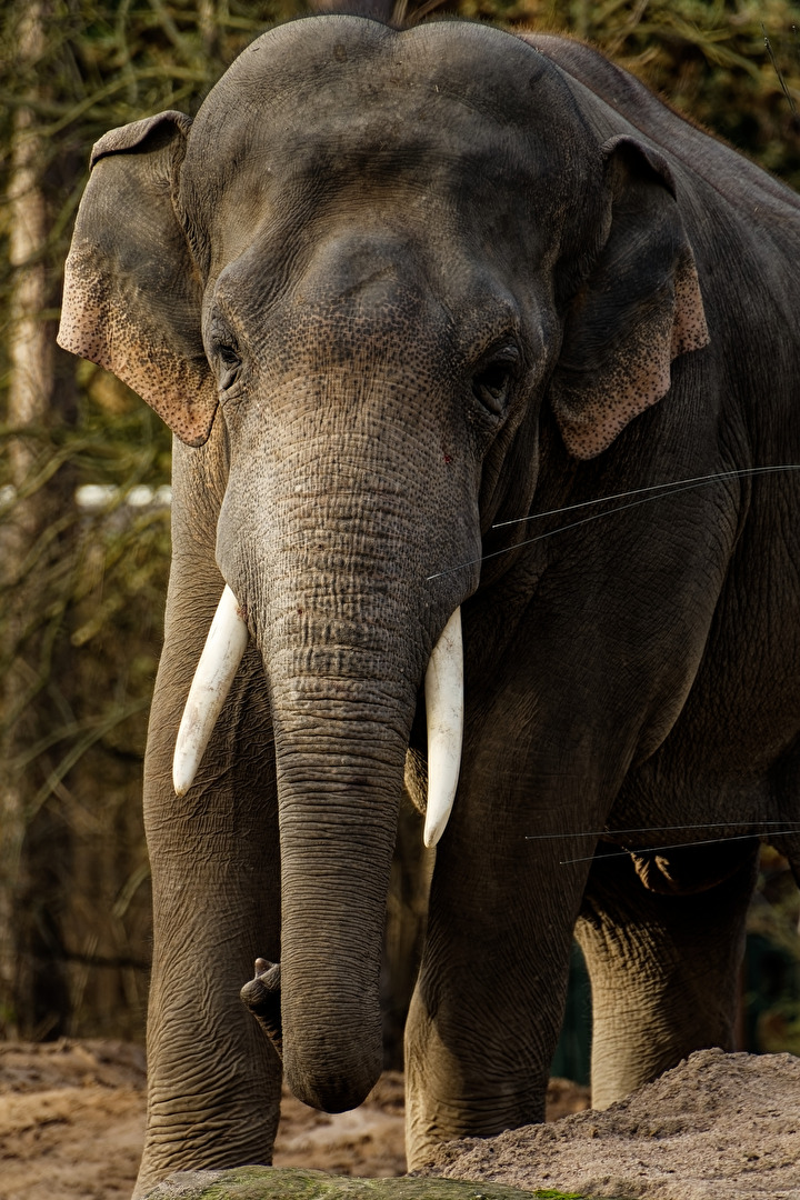 Elefant