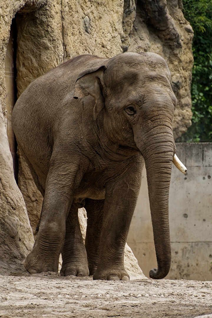 Elefant