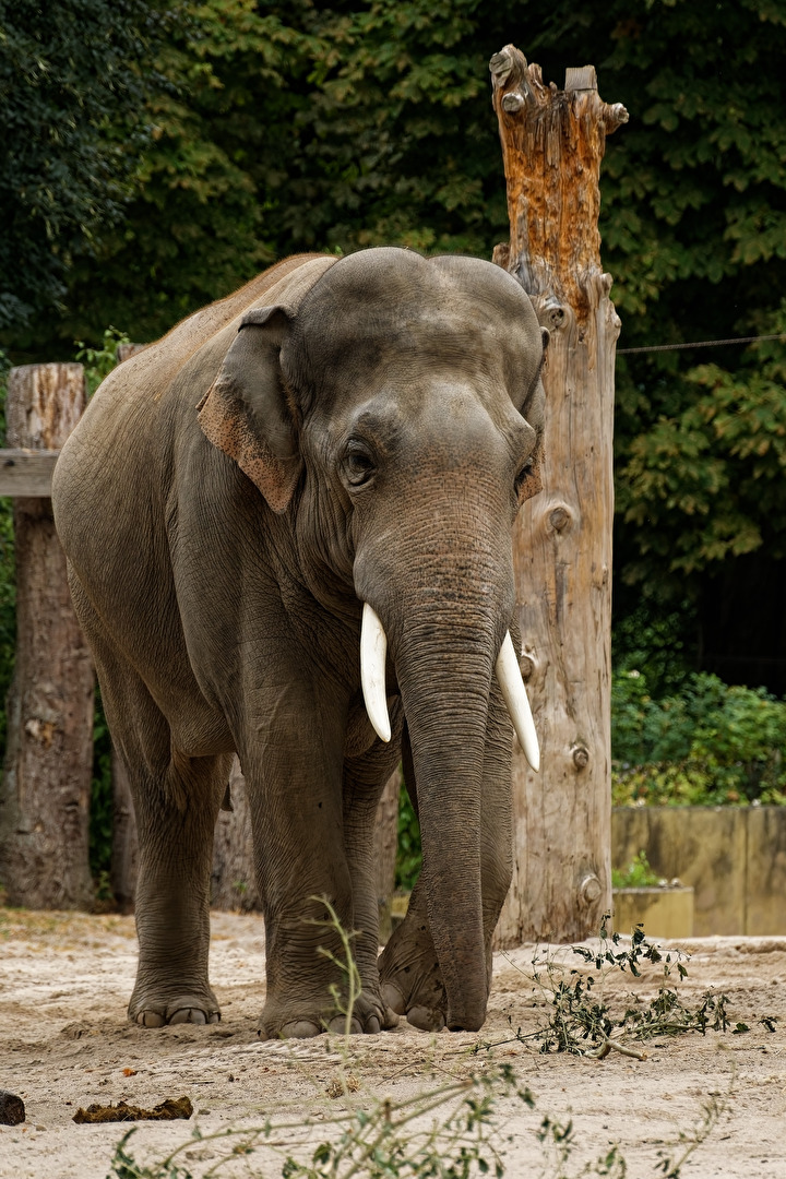 Elefant