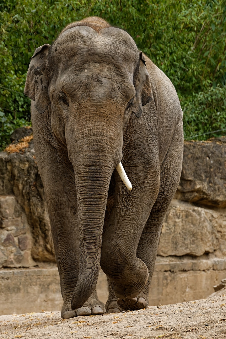 Elefant