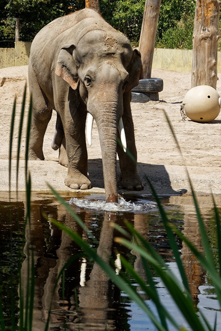 Elefant