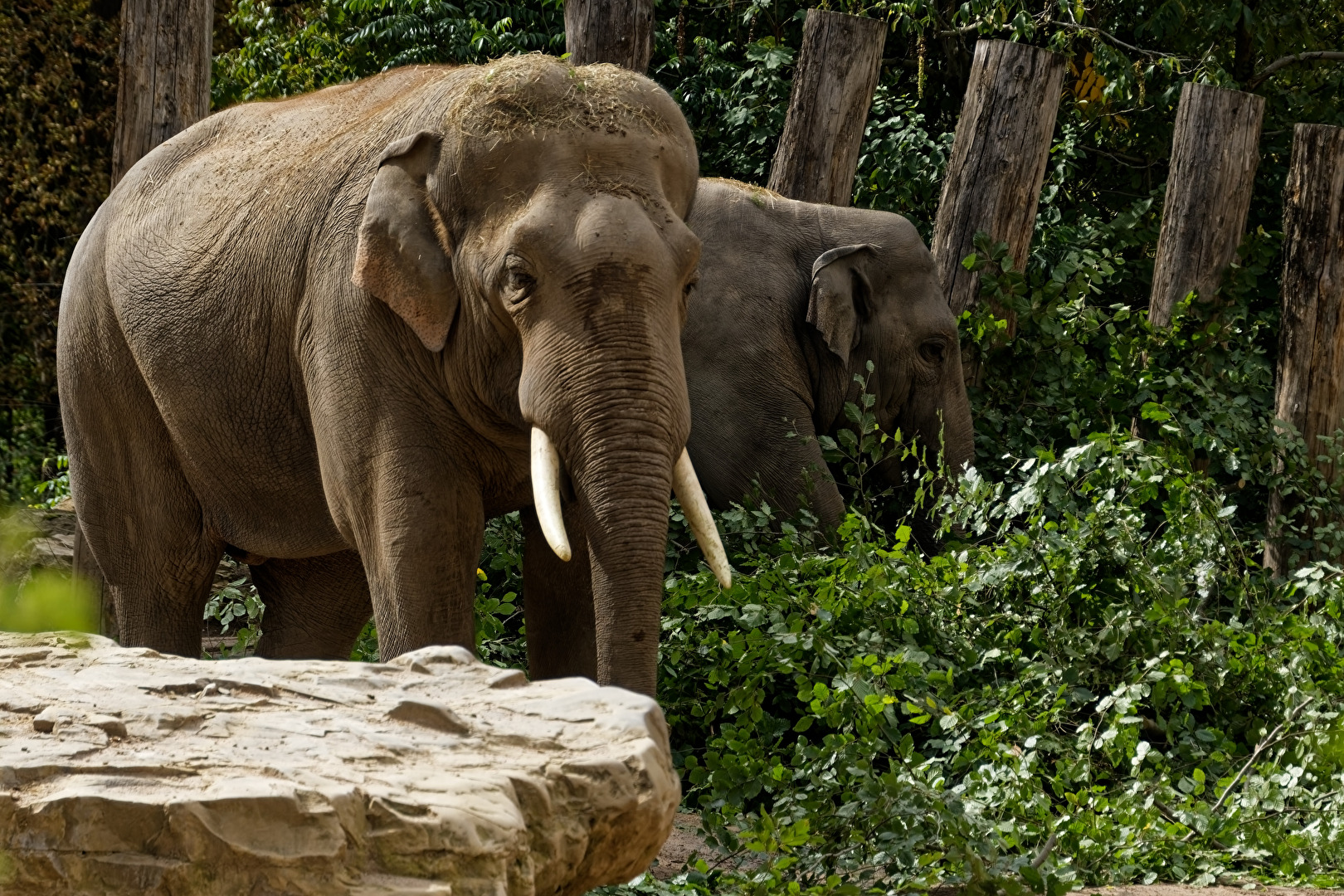 Elefant