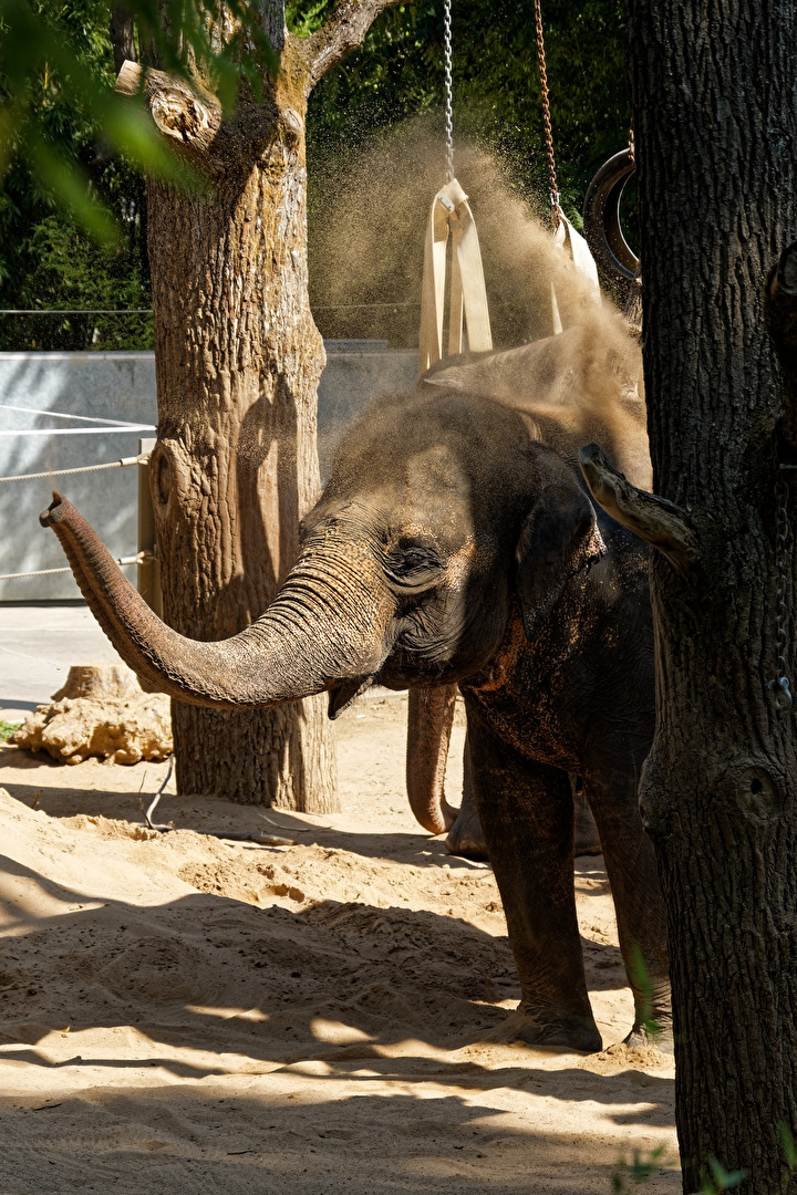 Elefant