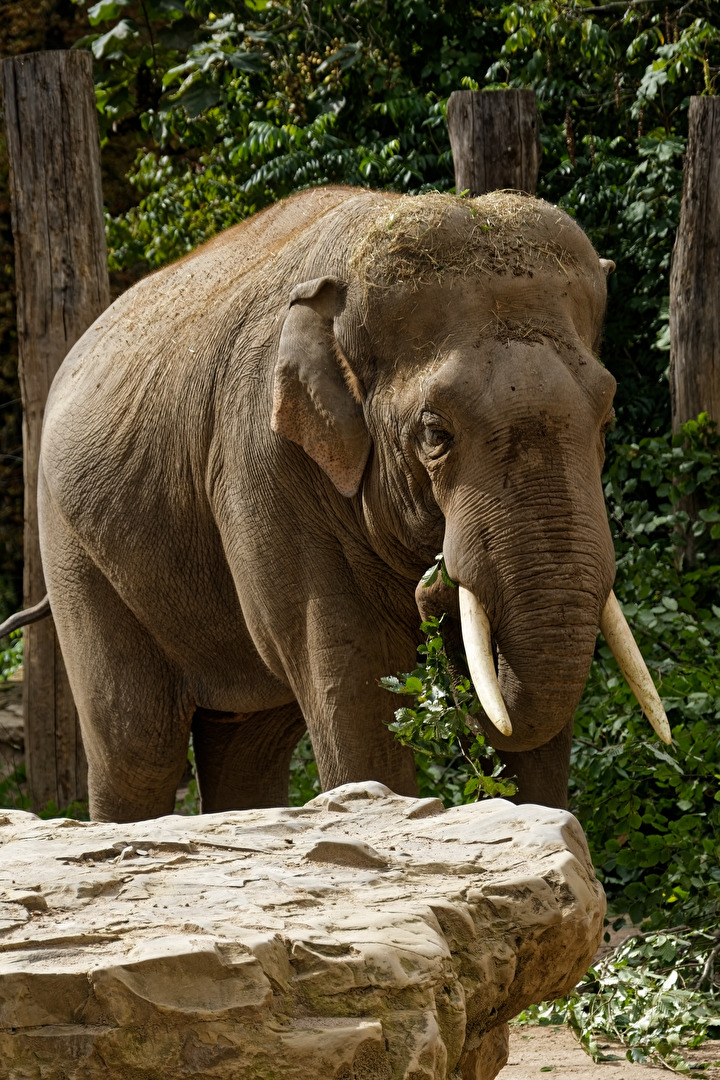 Elefant