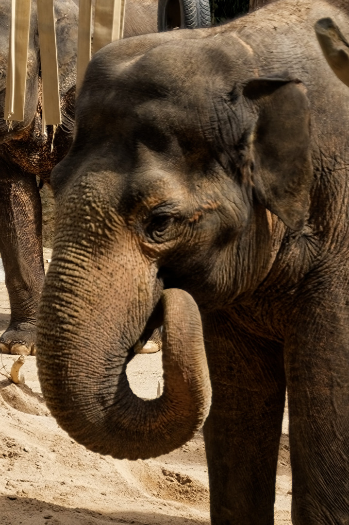 Elefant