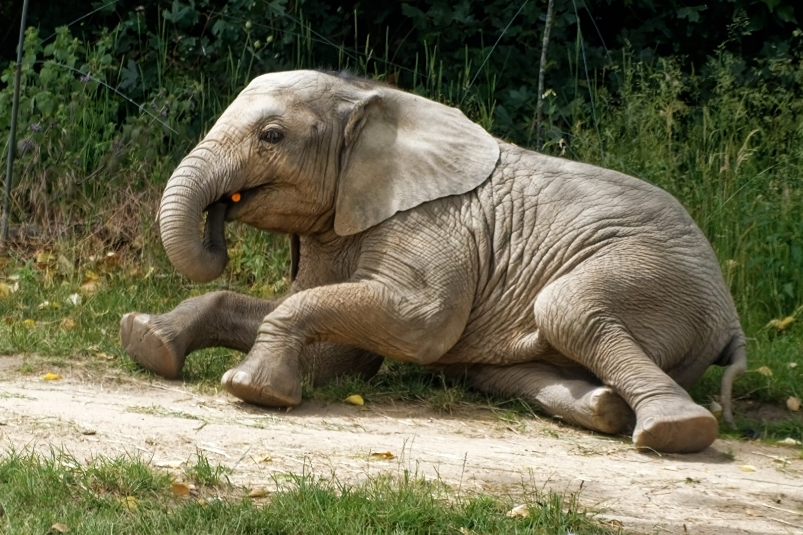 young elephant