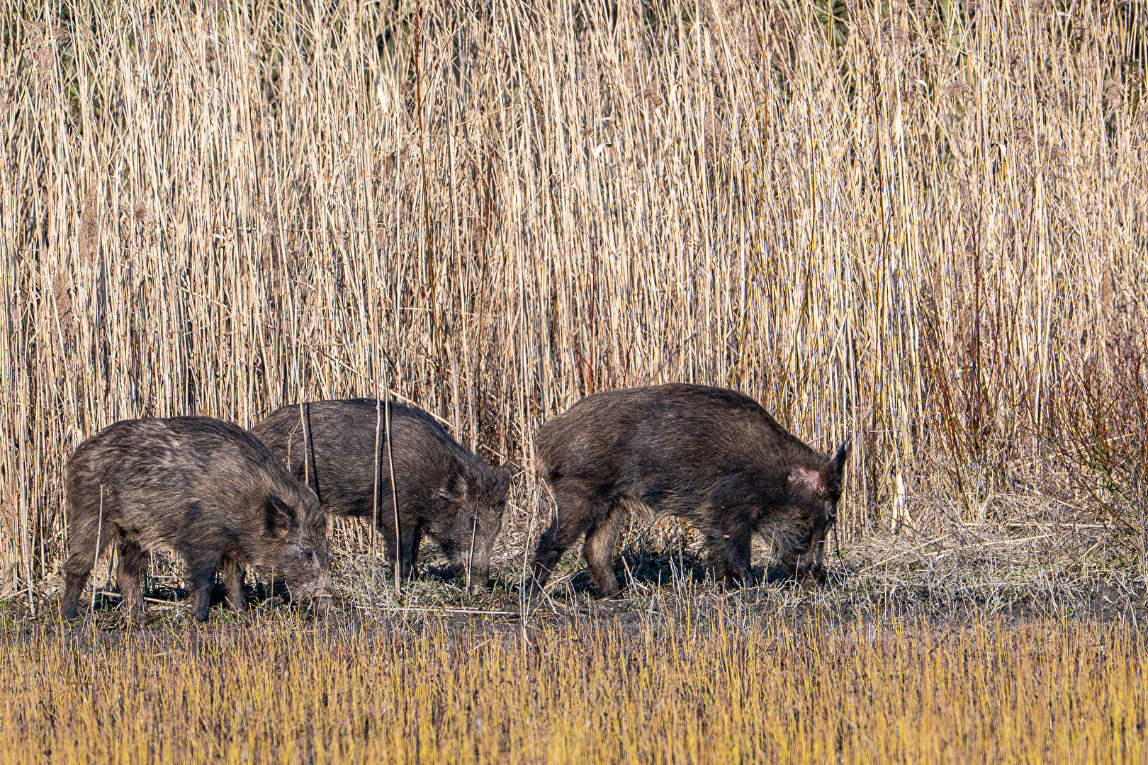 Wildschweinrotte