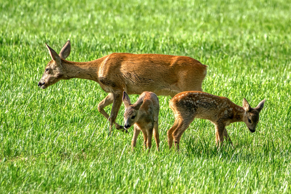 Ricke mit ihren beiden kleinen