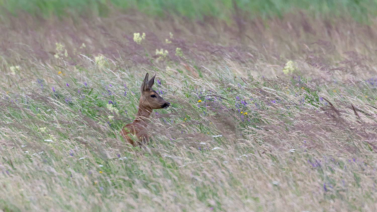 gespannte Aufmerksamkeit