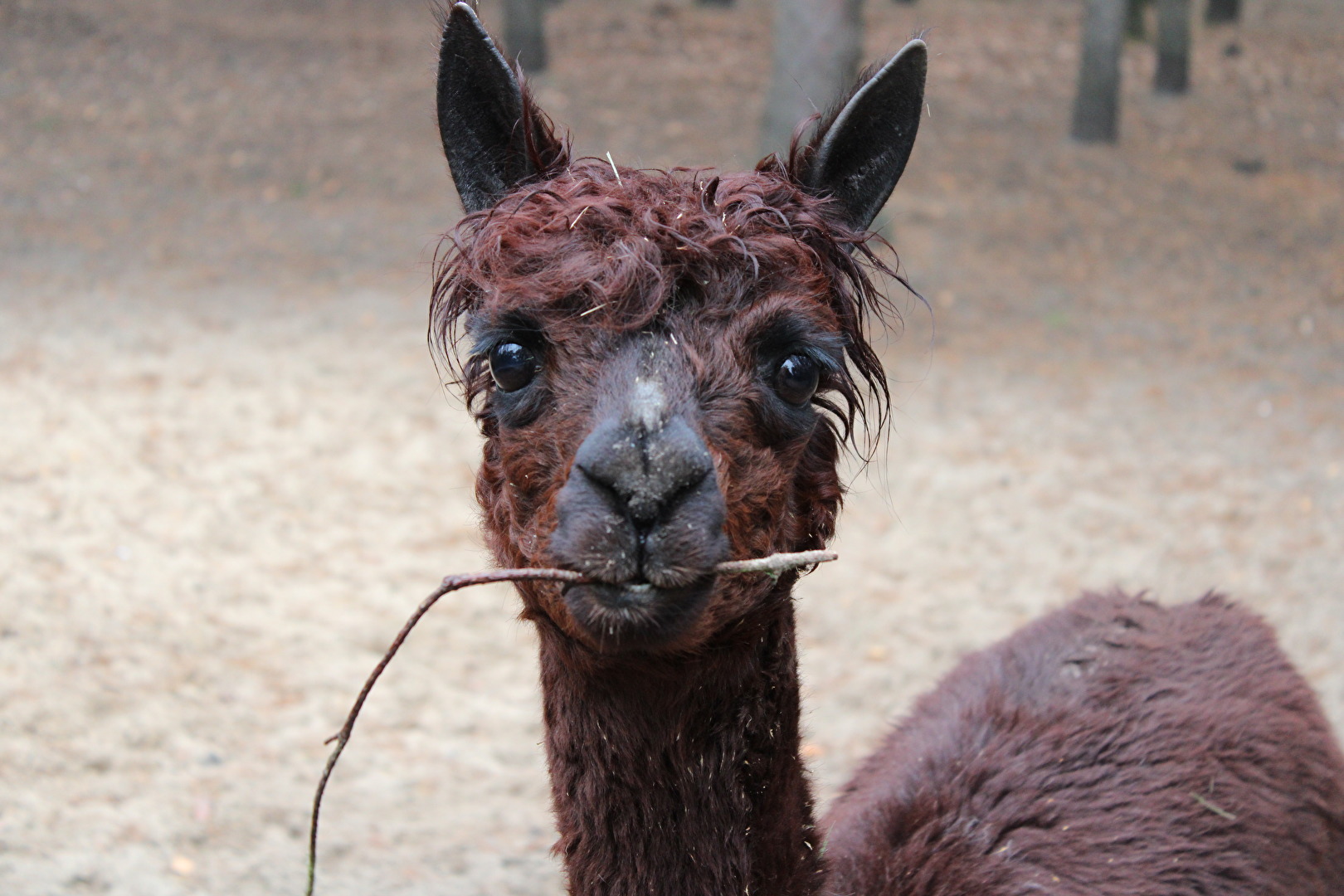 Alpaka