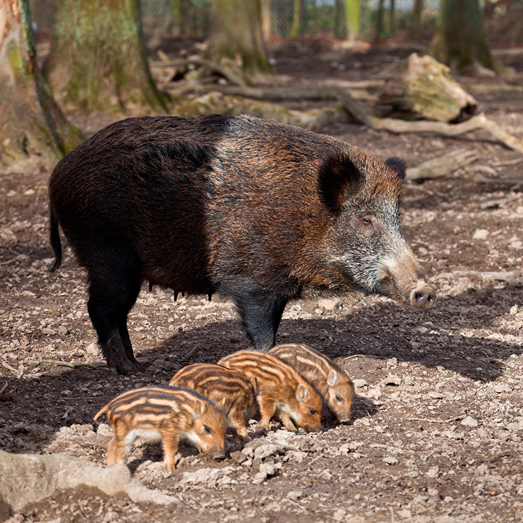 WILDSCHWEIN