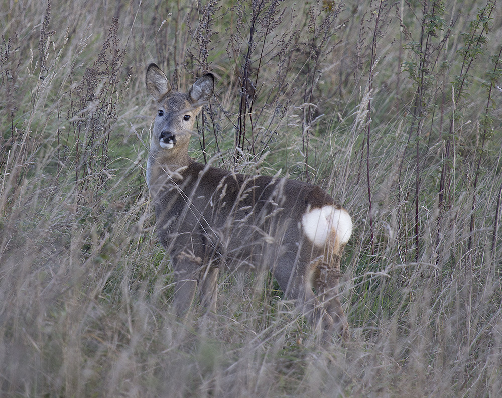 Pflanzenfresser & Schweine