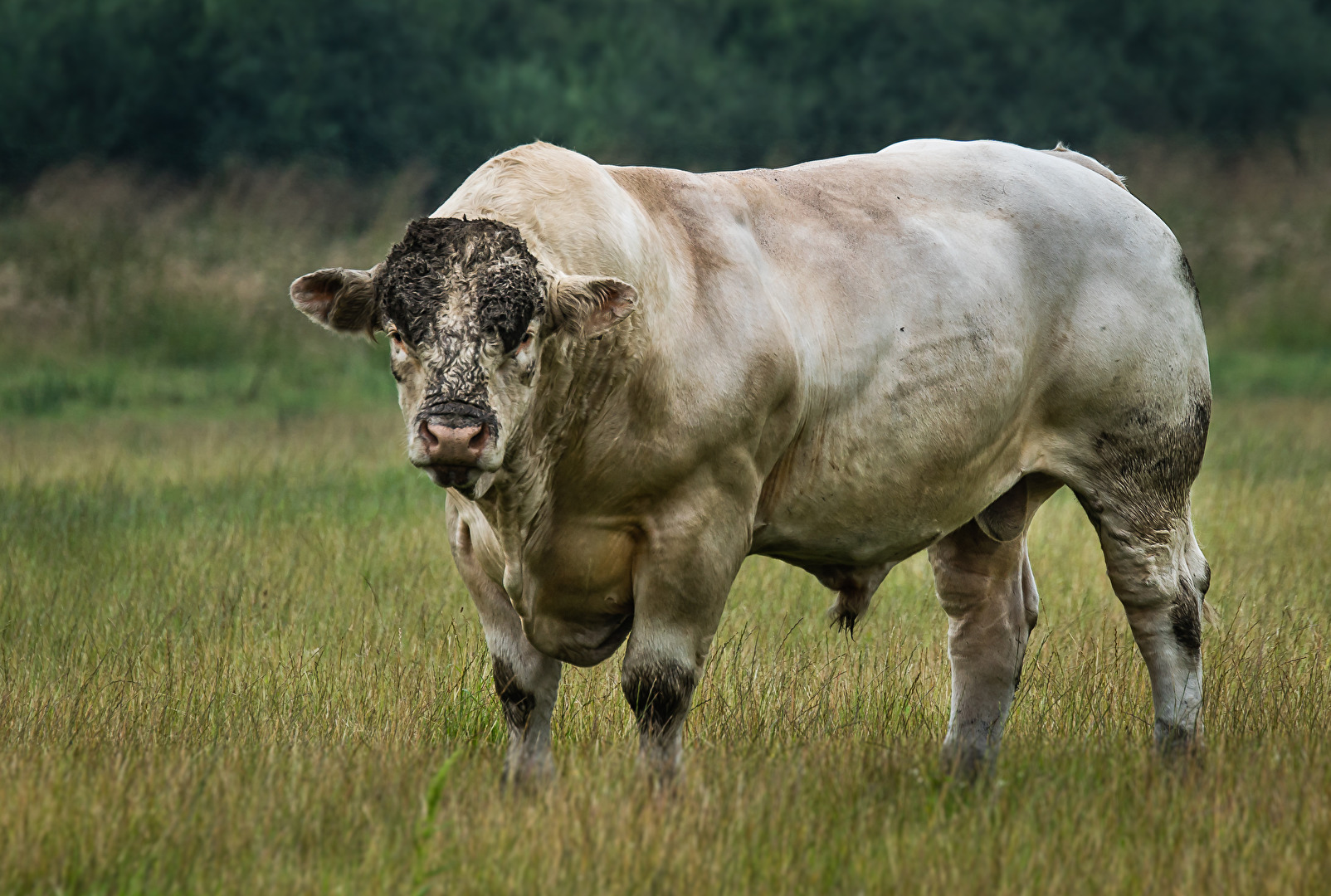 Schottisches Kraftpaket