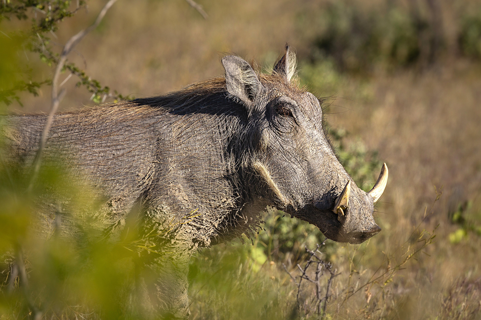 Warzenschwein