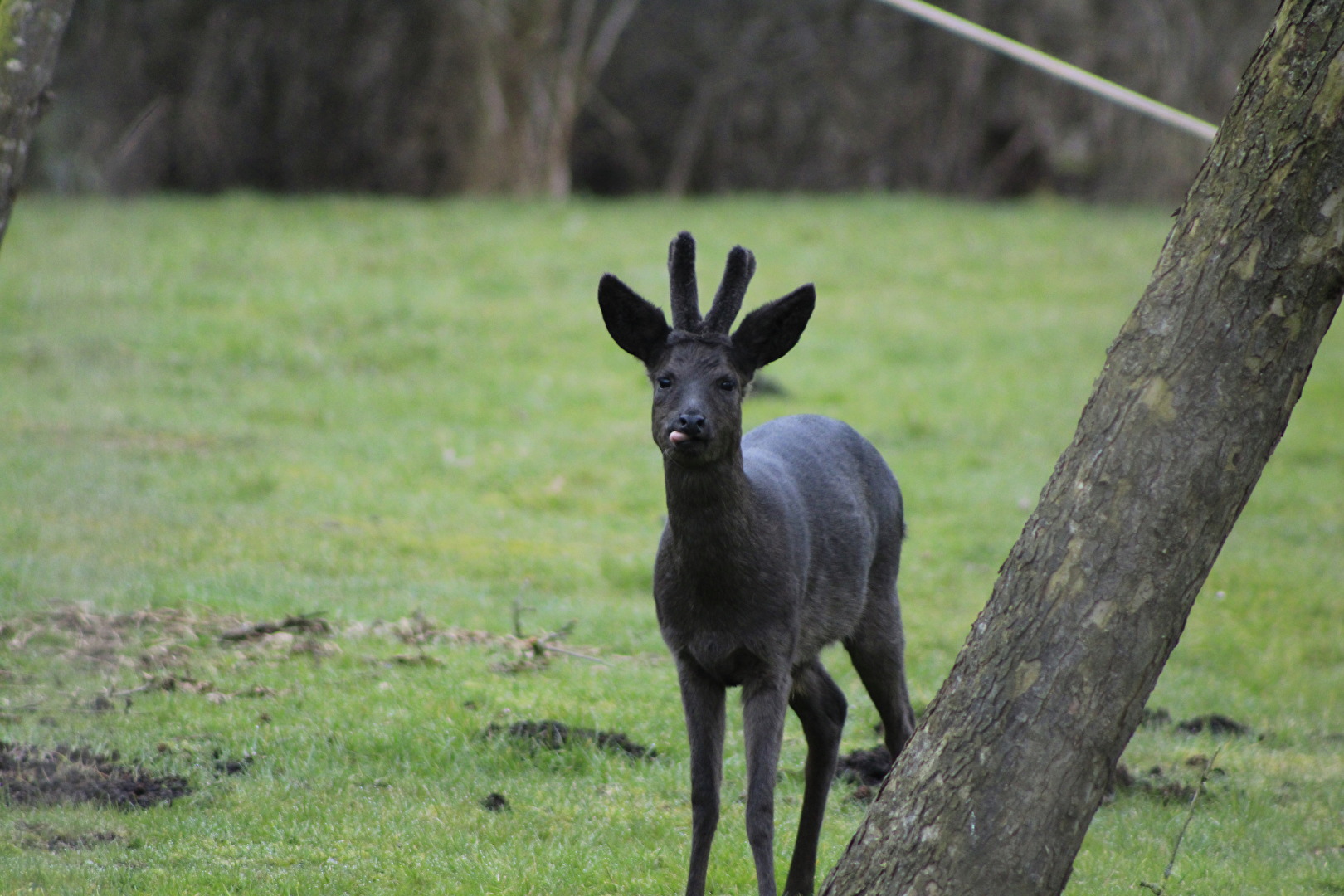 schwarzer Rehbock zeigt die Zunge