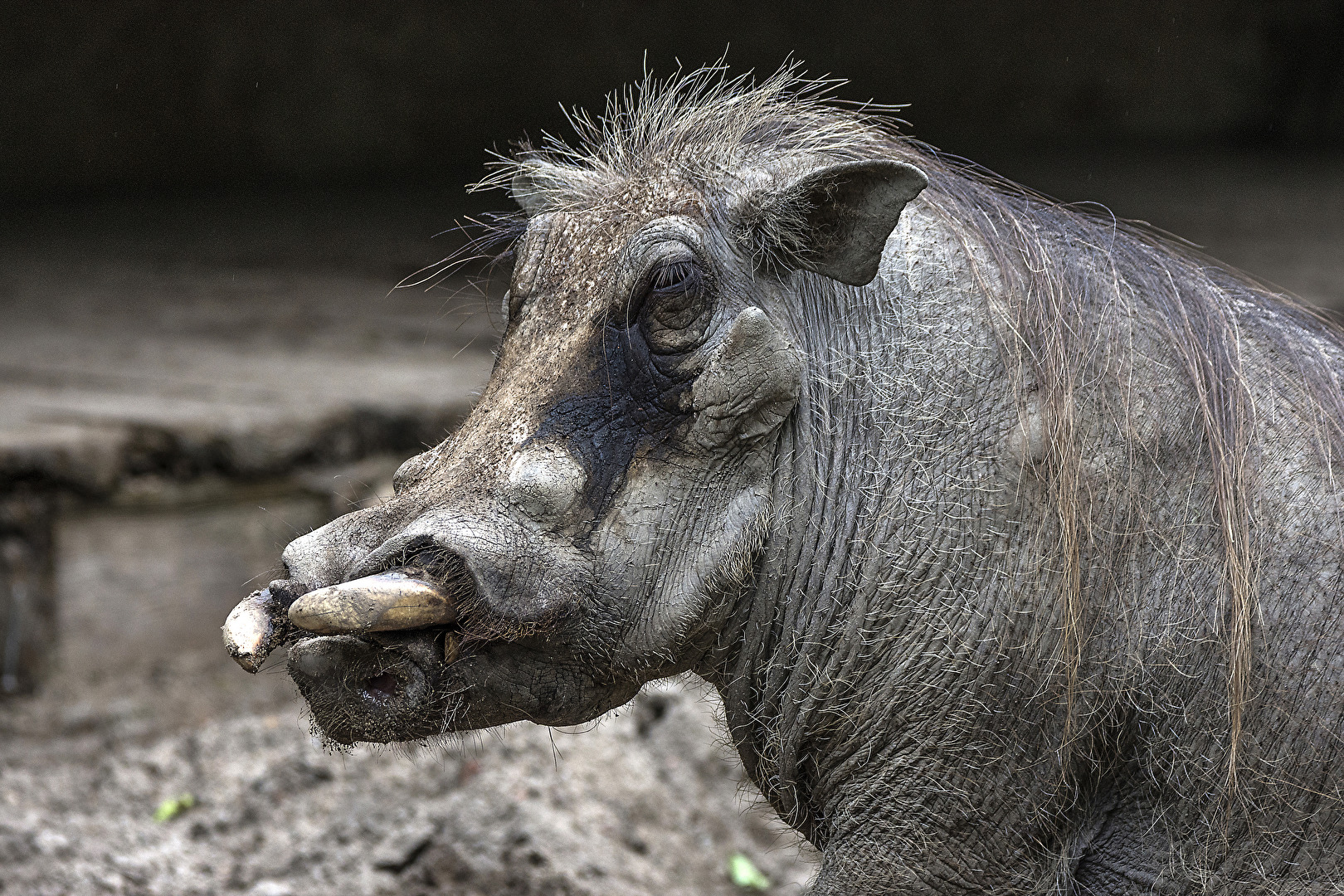 Warzenschwein..Berliner-Zoo