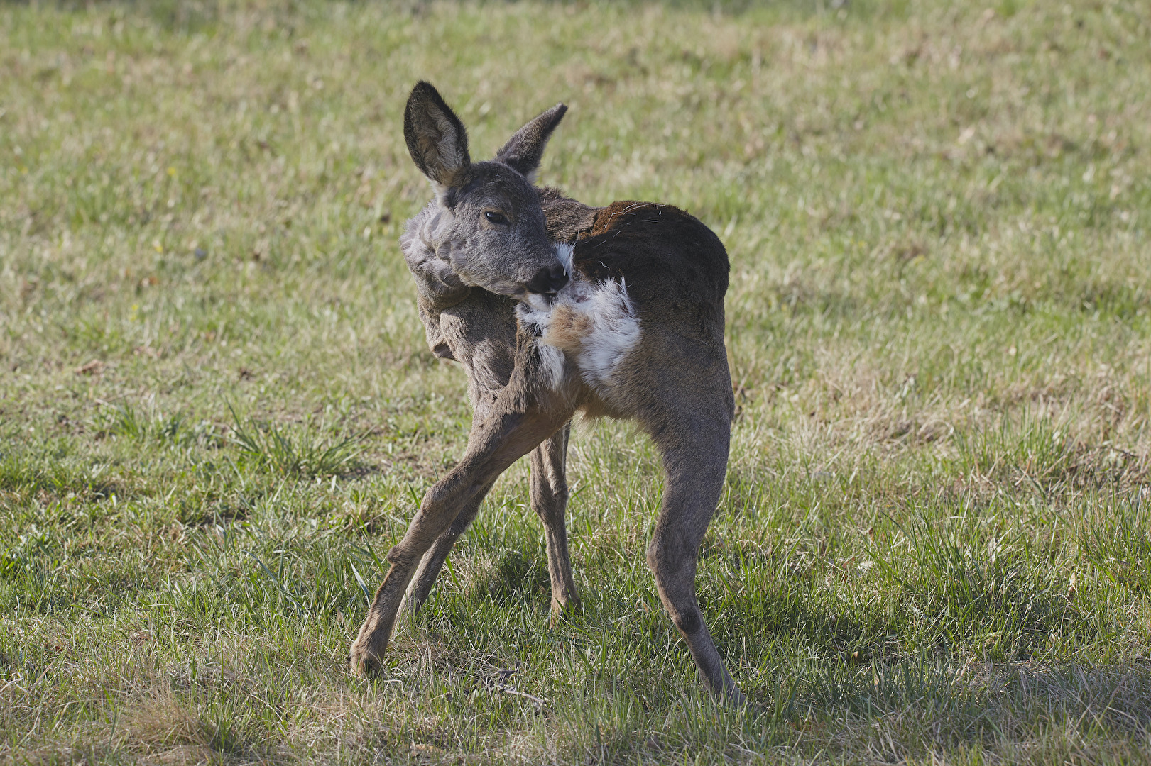 Rehwild, Zentralfriedhof Wien