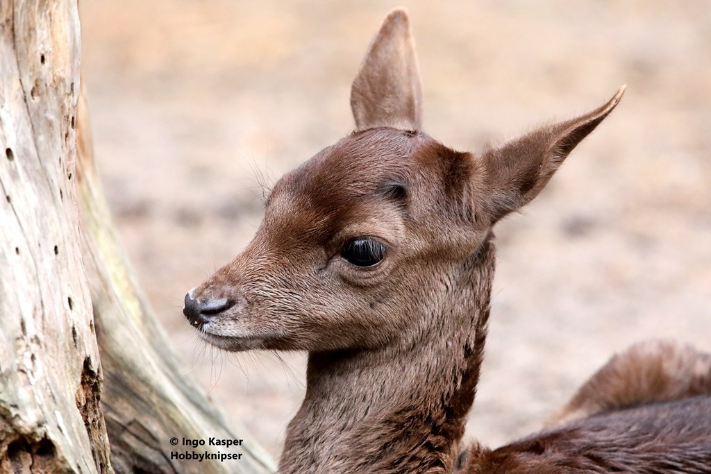 Pflanzenfresser & Schweine