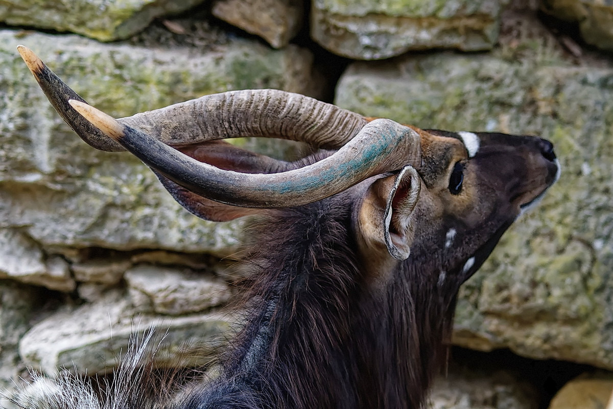 Flachlandnyala