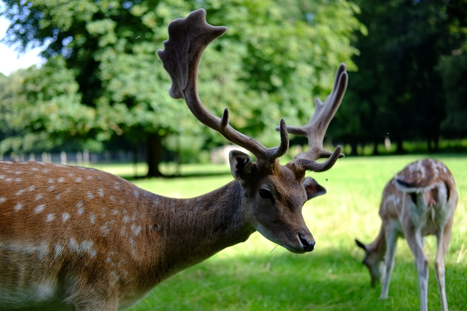 Dammhirsch im Wildgehege Waldau