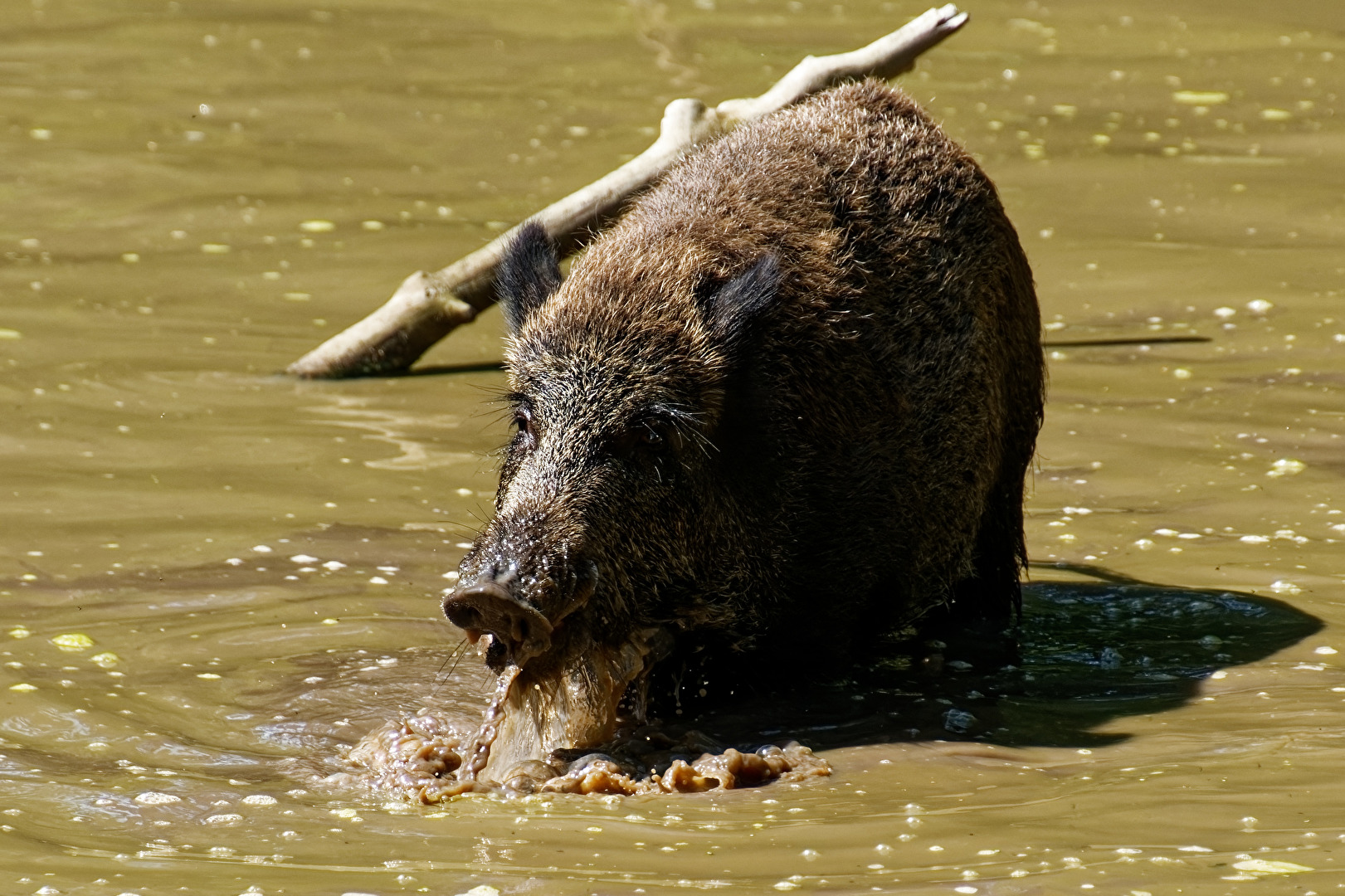 Wildschwein