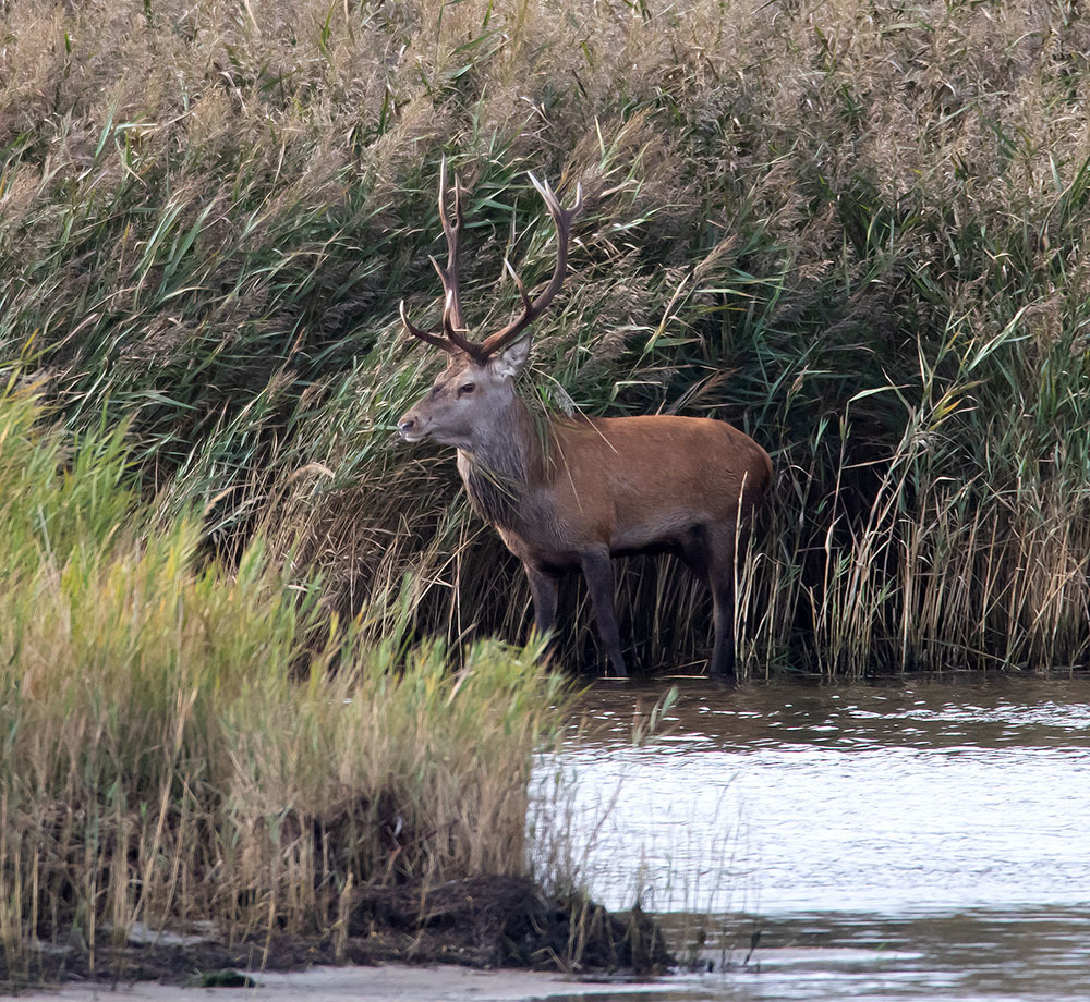 der Rothirsch hatte die Ruhe weg