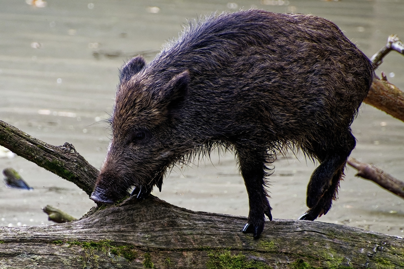 Wildschwein