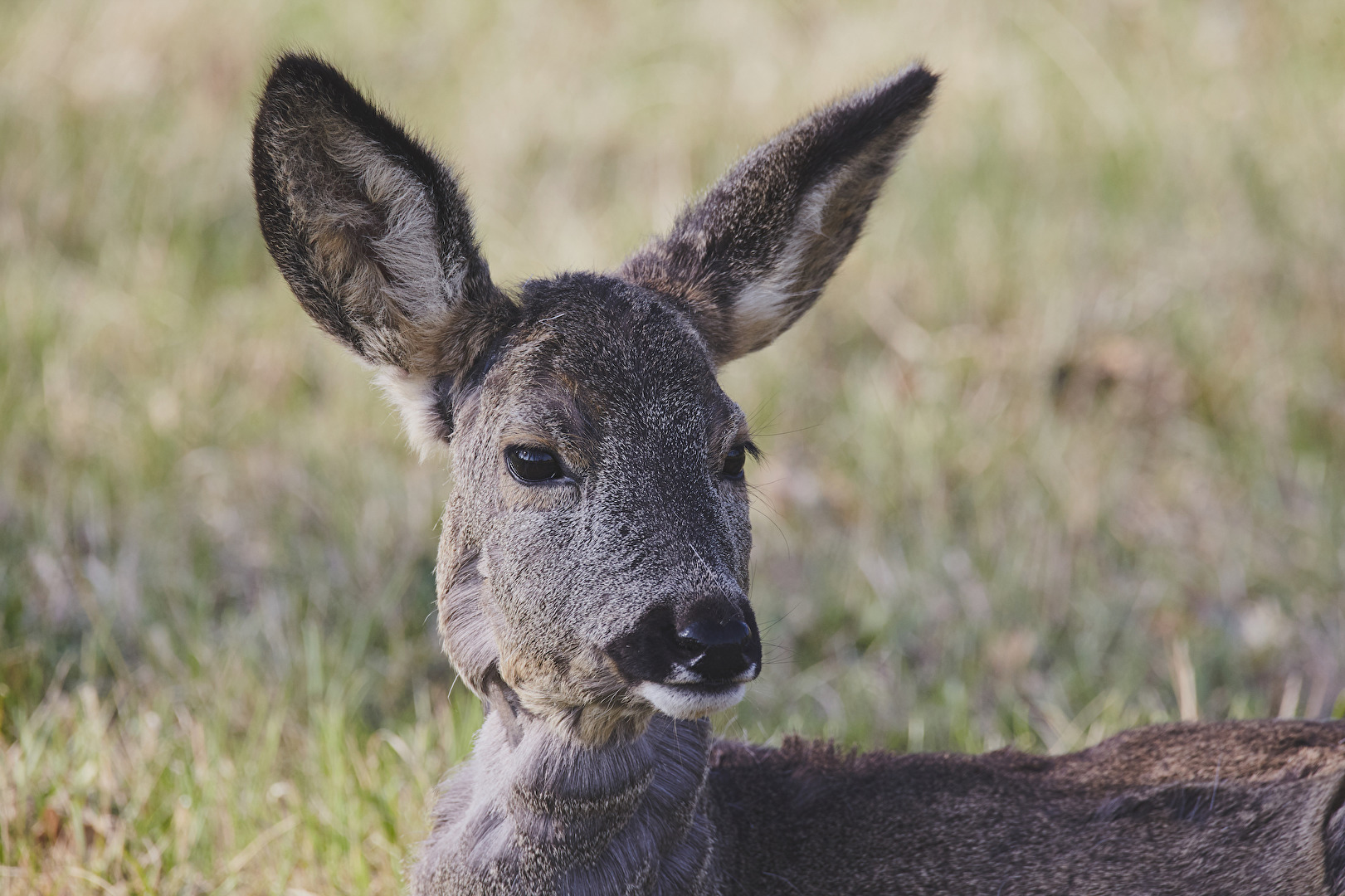 Wildlife, leben am Zentralfriedhof in Wien.