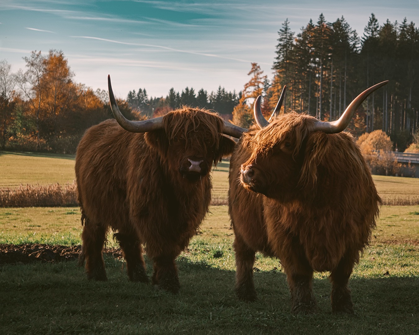 Schottische Hochlandrinder im Chiemgau