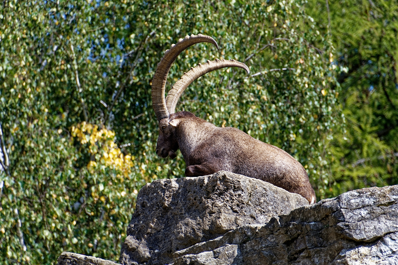 Alpensteinbock