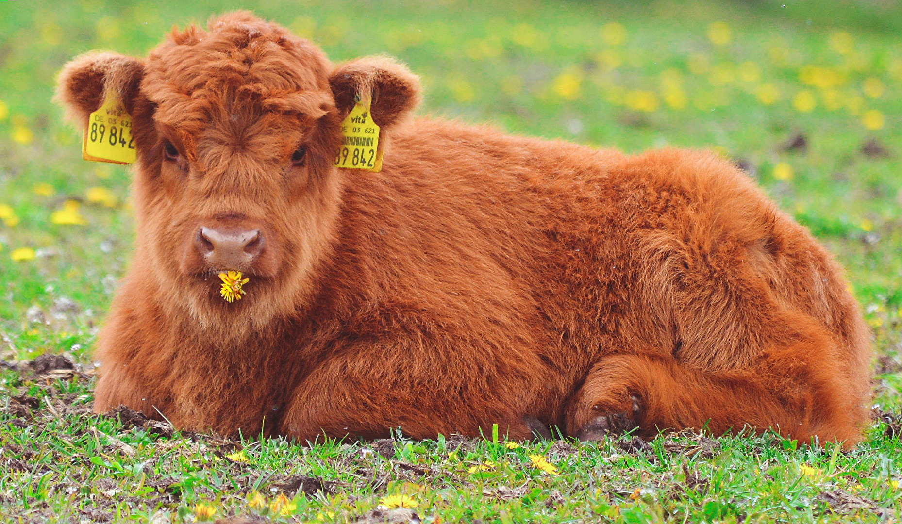 Kalb mit Blüte im Mund