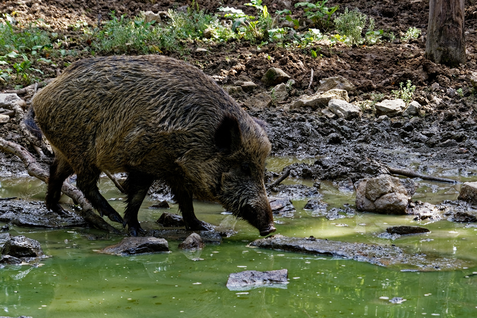 Wildschwein