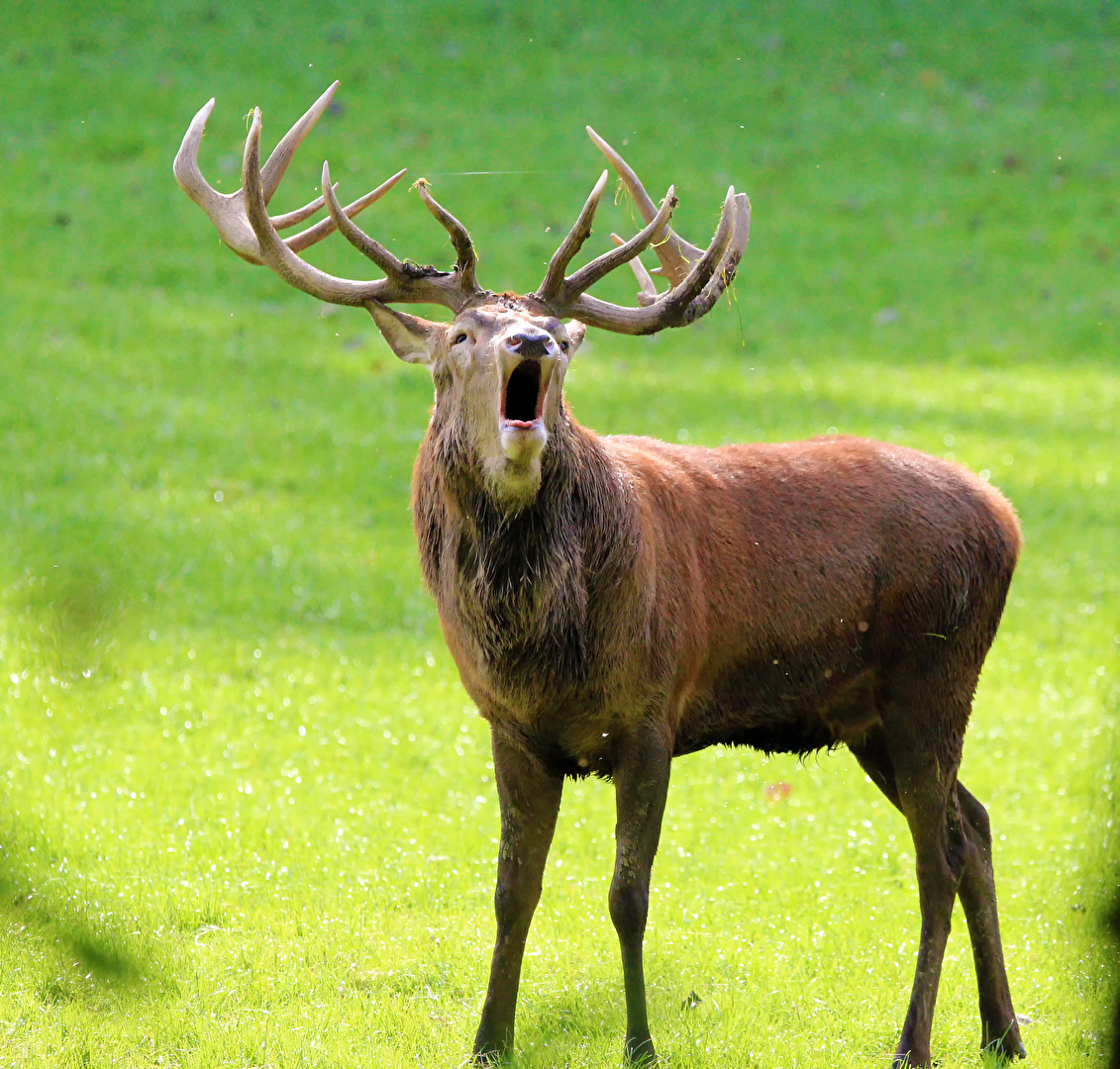 Chef tönt ( mit Ton)