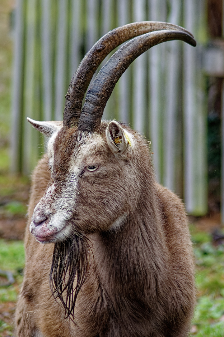 Ziegenportrait