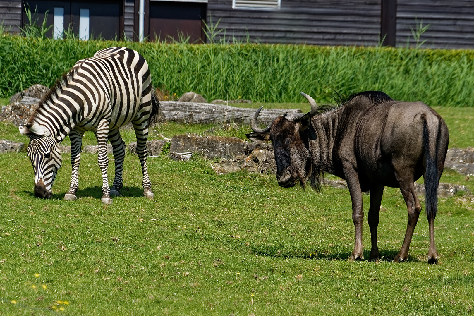 Zebra & Streifengnu