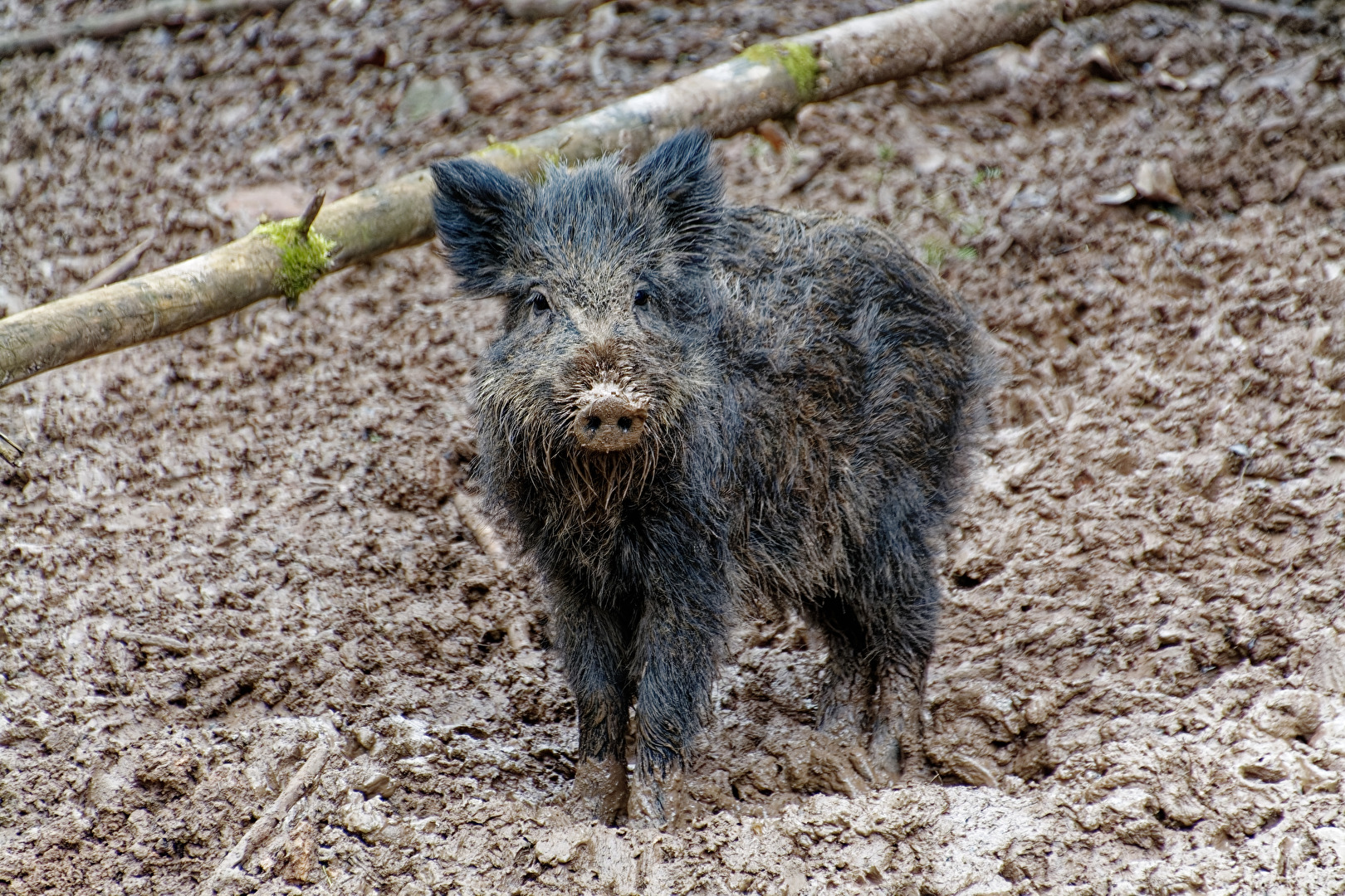 Wildschwein