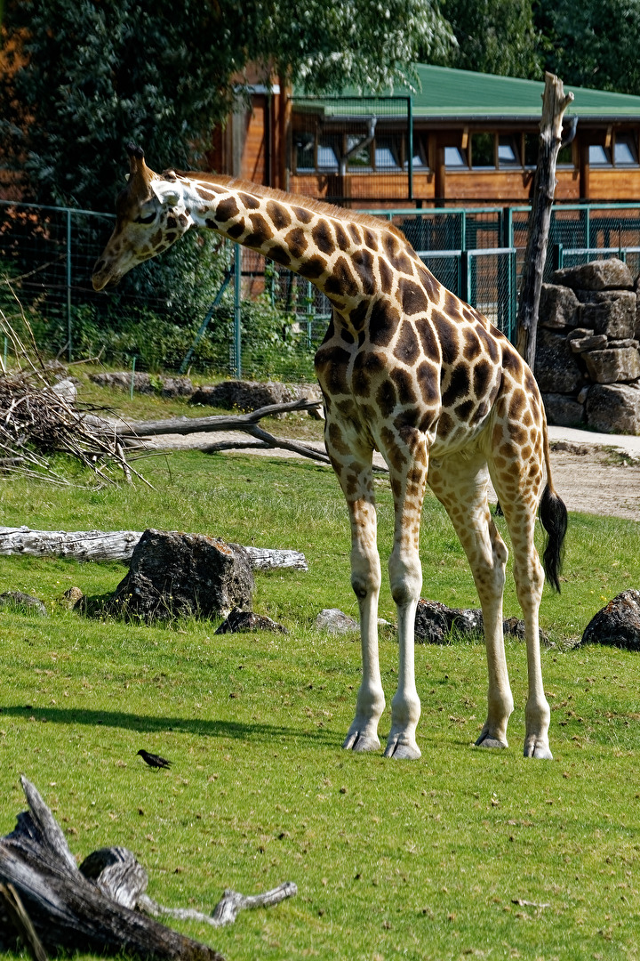 Giraffe