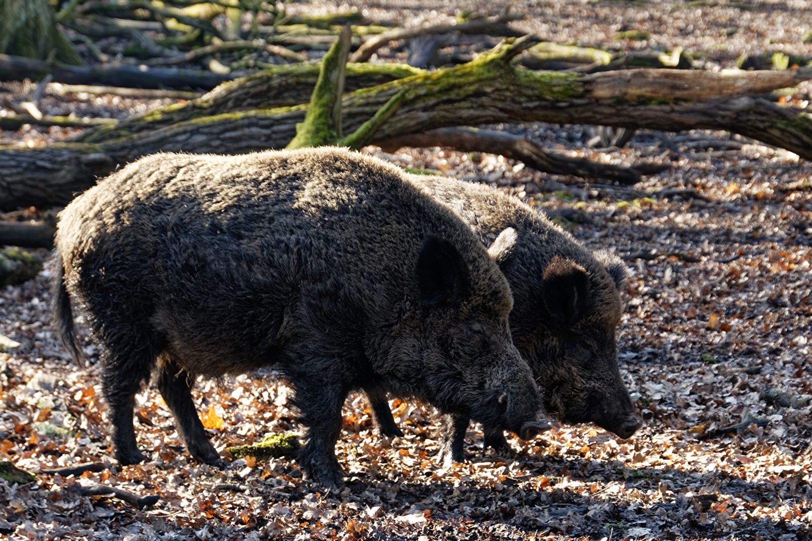 Wildschweine