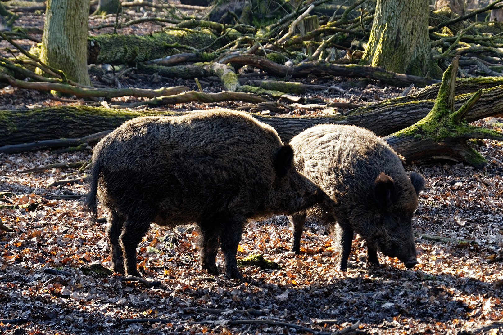 Wildschweine