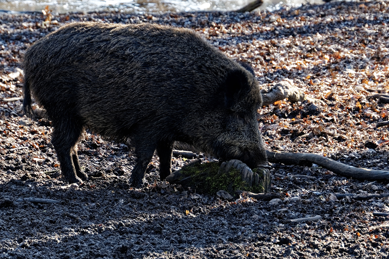 Wildschwein