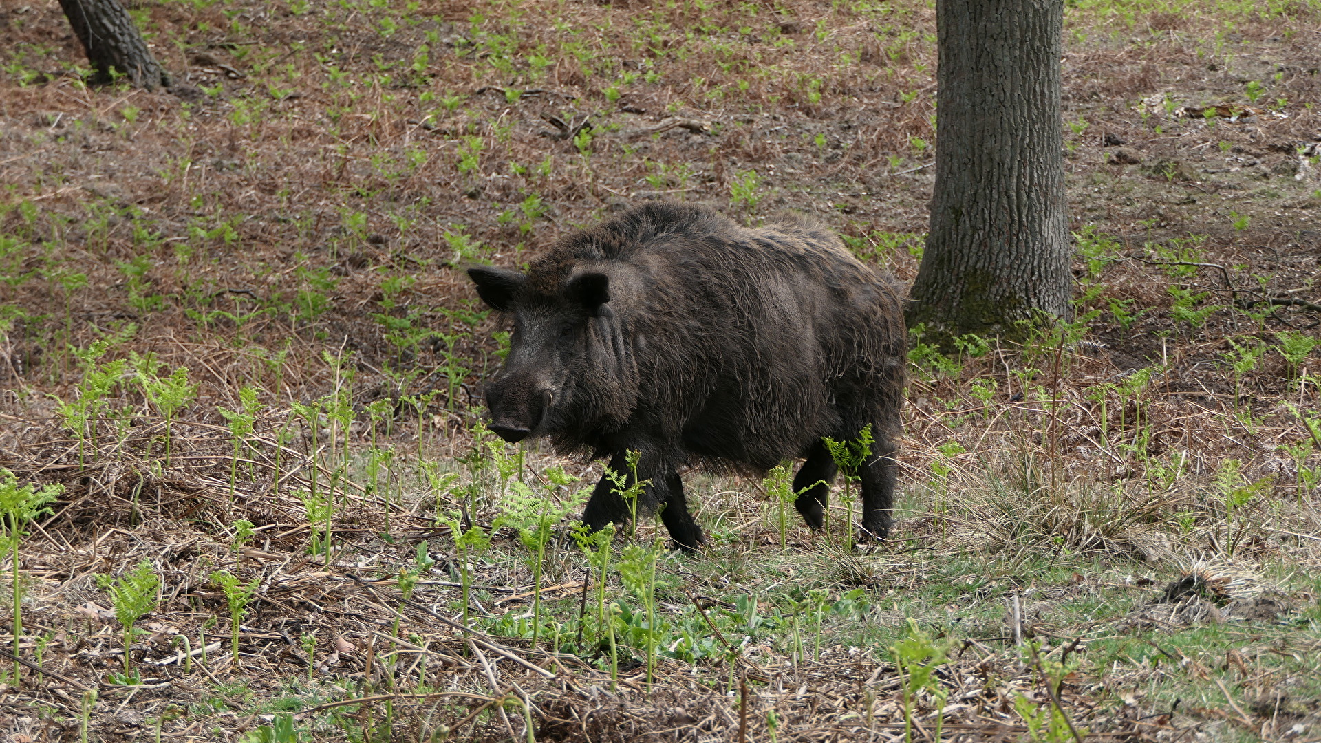 Pflanzenfresser & Schweine