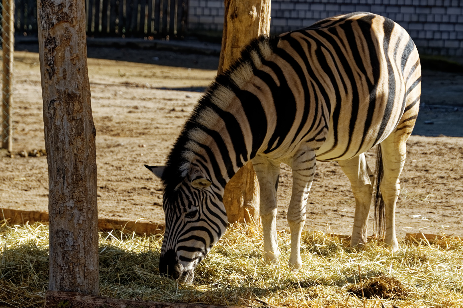 Zebra