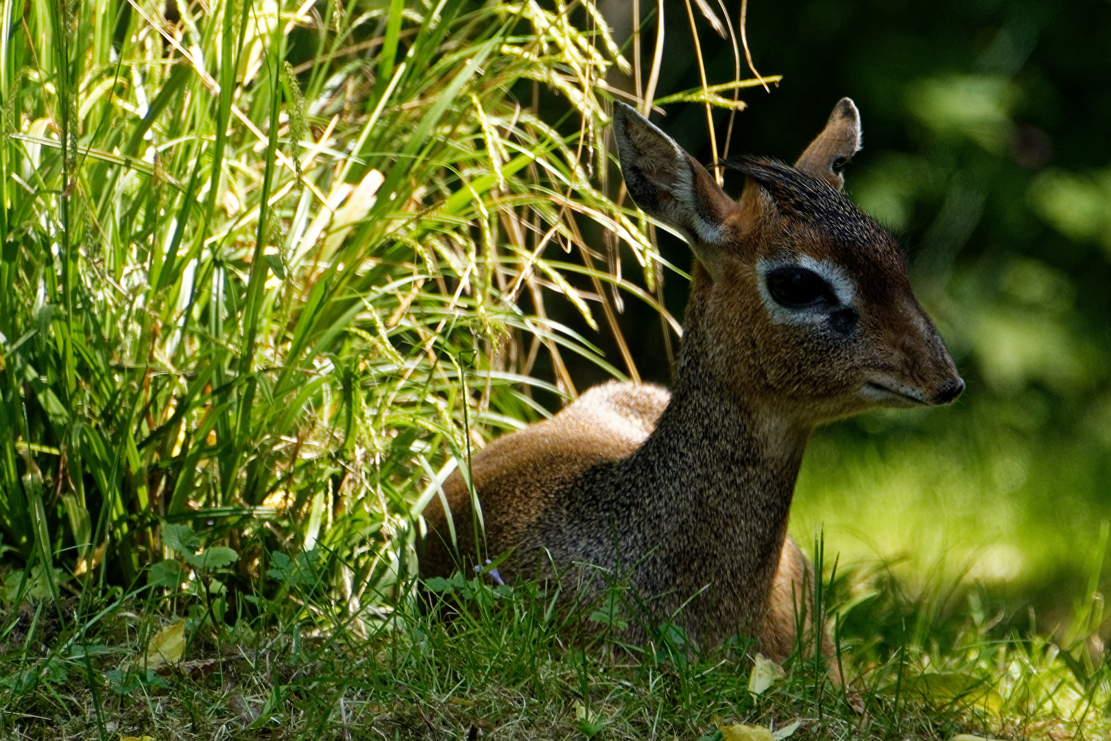 Kirk-Dikdik