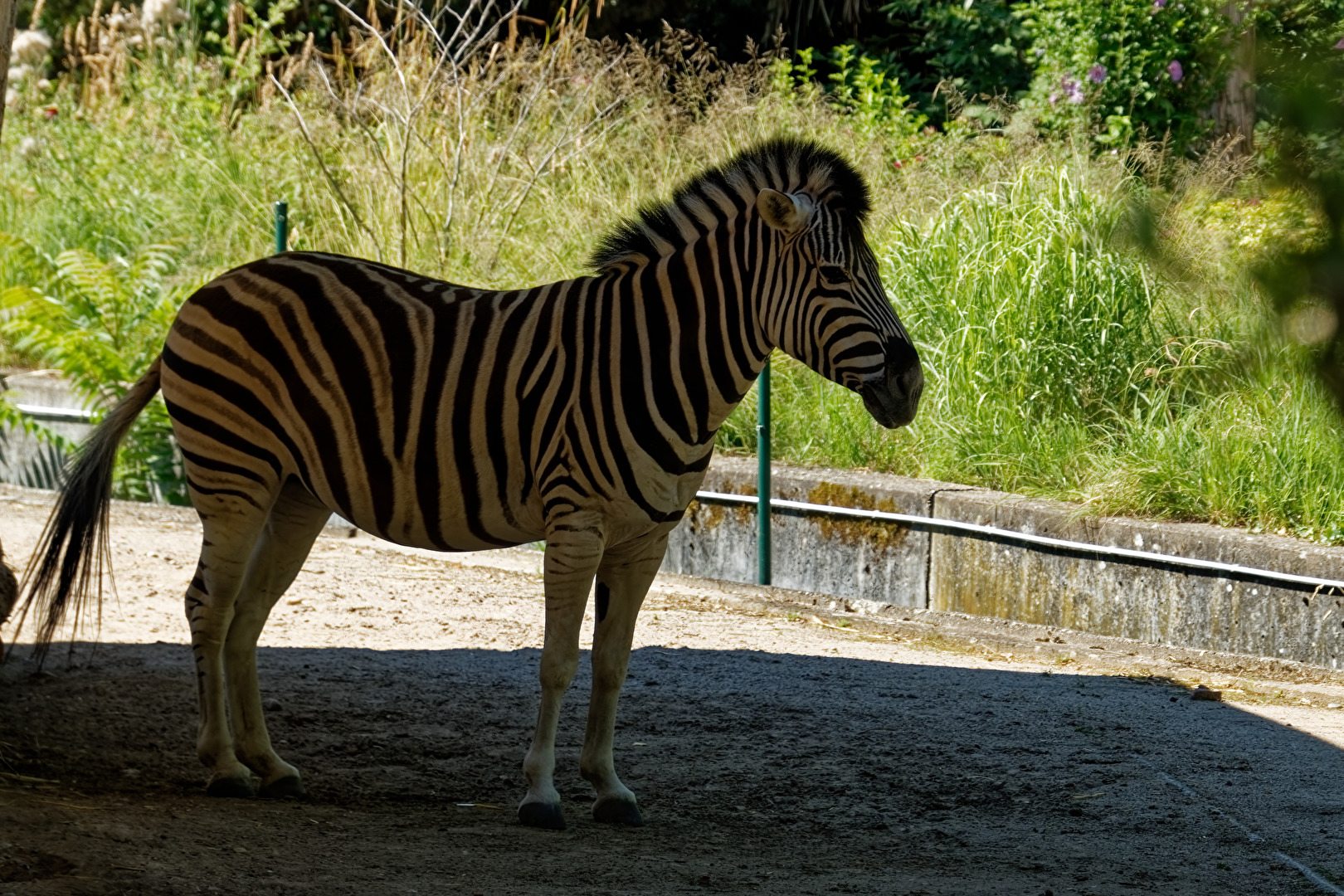 Zebra