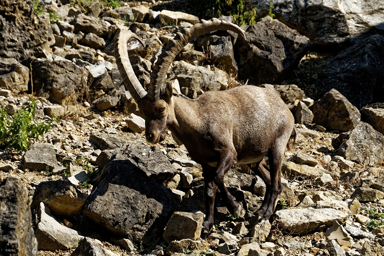 Alpensteinbock