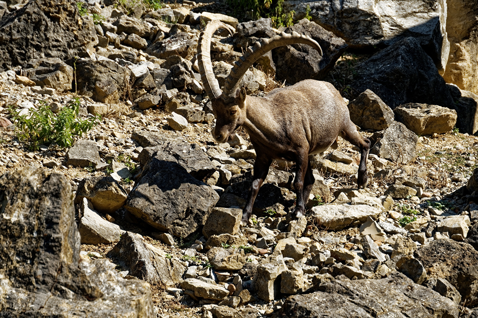 Alpensteinbock
